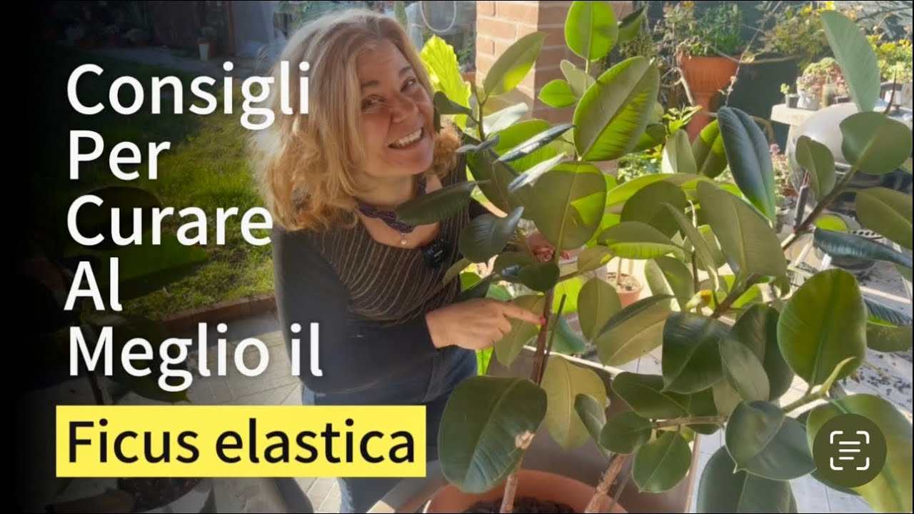 Potatura e cura .FICUS ELASTICA
