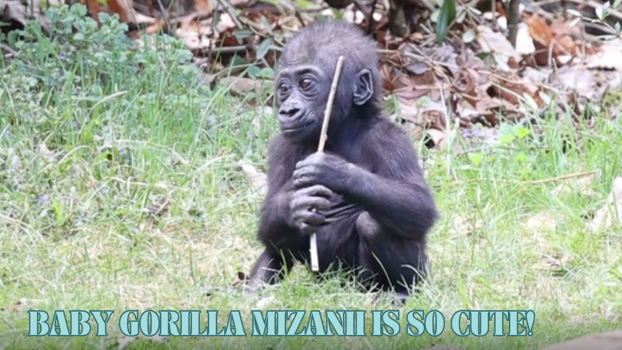 BABY GORILLA MIZANI OUT ON ADVENTURE BY HERSELF