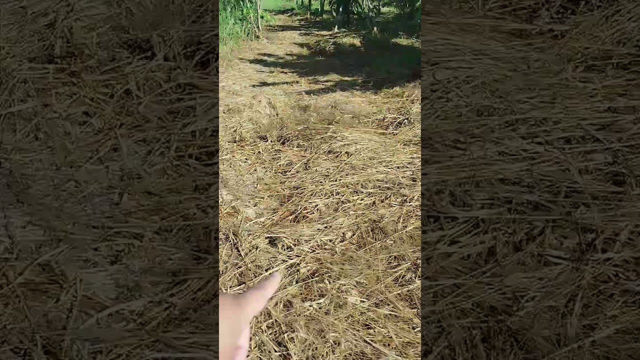 Resultado do ROUNDUP mata mato! #viralvideo #vidanaro&ccedil;a #foryou #fyp #viralvideo #story #shorts