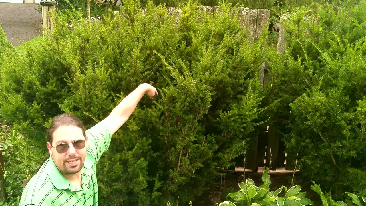 How To Prune Yew Bushes, and Avoid Dead Spots