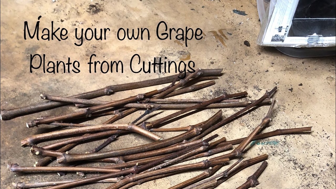 Grapevine cuttings…Preparing and Planting