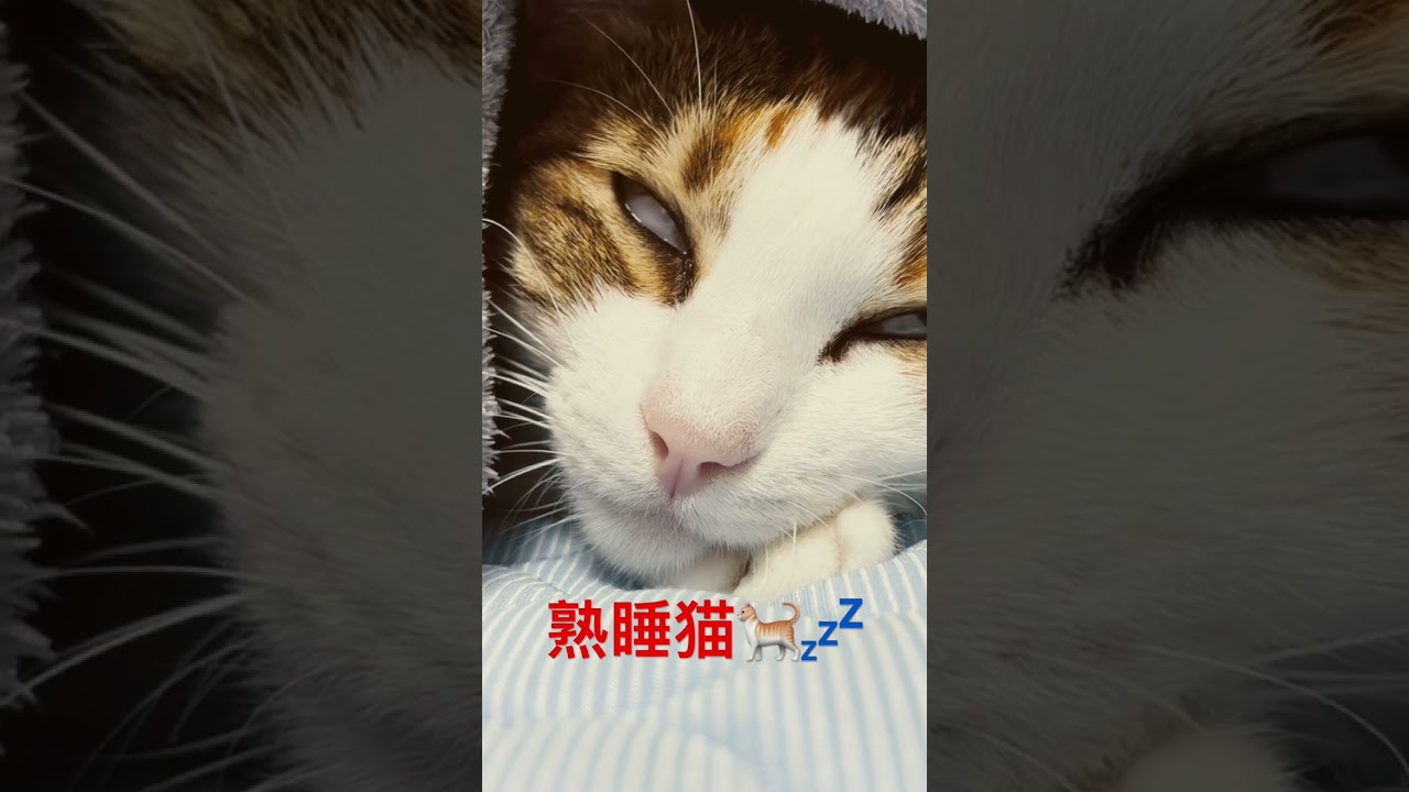 熟睡猫🐈#猫のいる暮らし #猫のいる暮らし #ねこ動画 #ねこ部 #ネコ #熟睡
