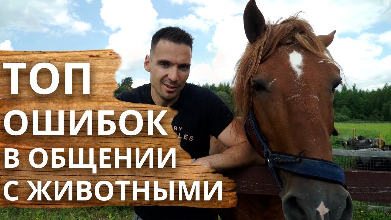 Основные ошибки в общении с животными | Как общаться с животными и как любить животных