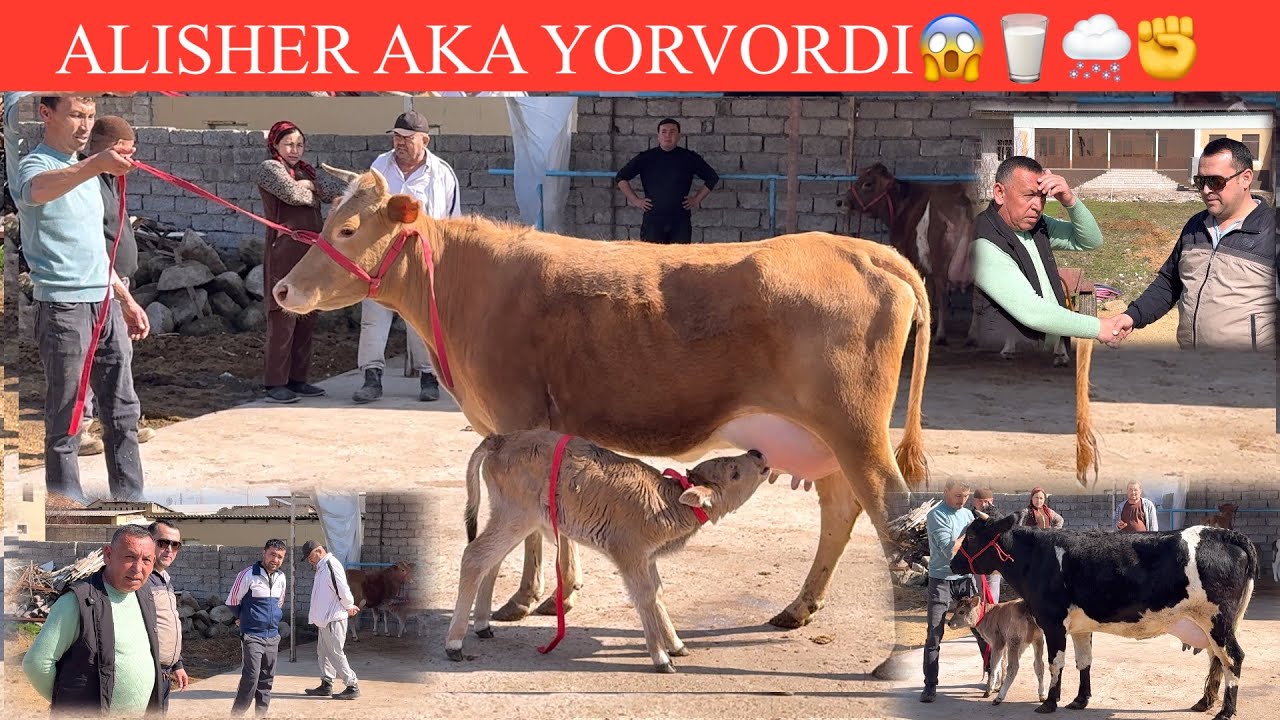 ALISHER.AKA✊F. NARXLAR JUDA ARZONDA ODAM TOʻLA SIZ KUTGAN PULI ARZONLARI KELDI🚘DASTAFKASI B