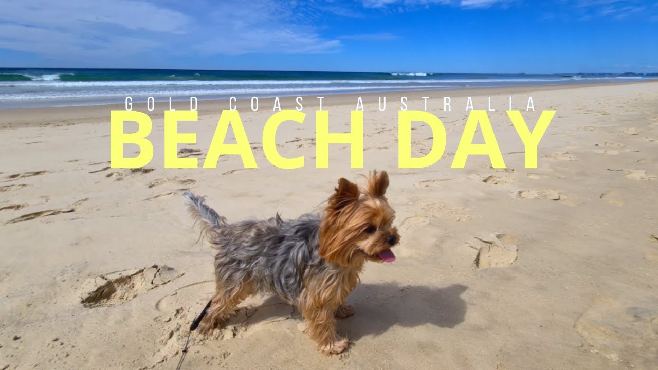Yorkie goes to the Beach | Yorkshire Terrier