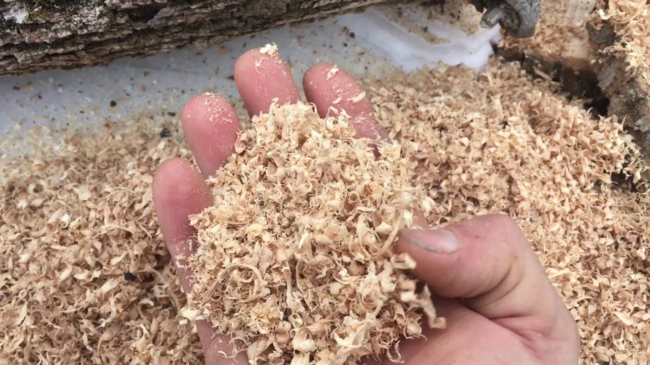 The best Chainsaw sharpener field test
