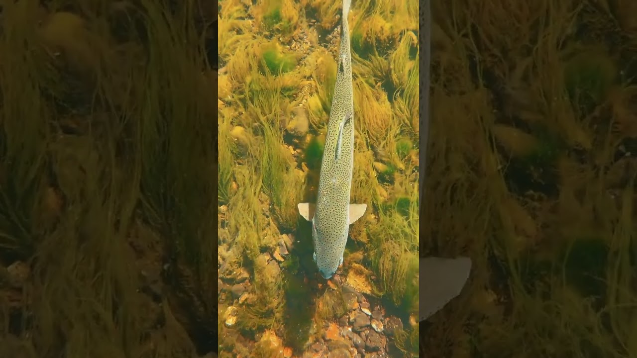 Trucha gigante #pesca #naturaleza #truchas