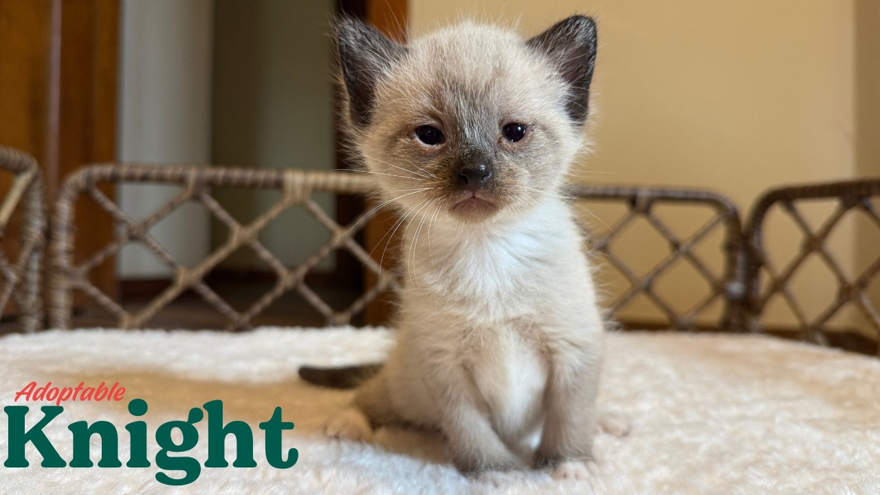 Knight | brave, curious, sweet