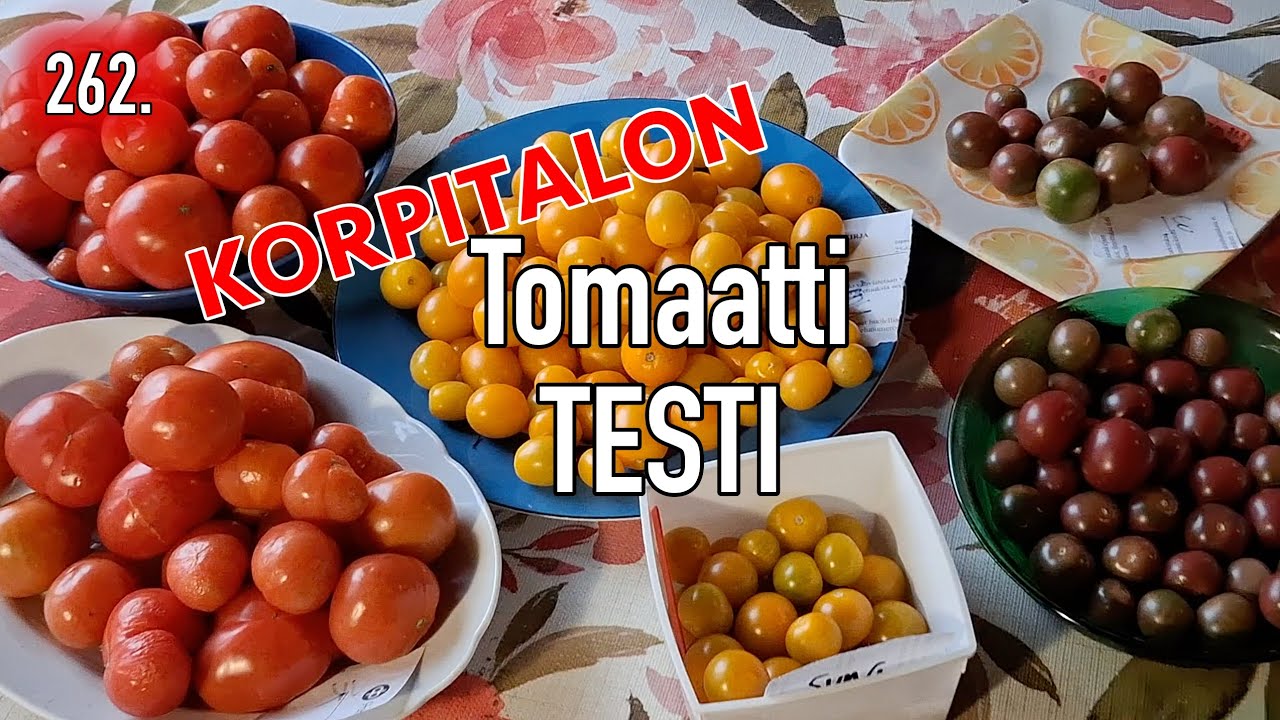 ТЕСТ ПОМИДОРОВ @korpitalo #помидор #самообеспечение #куусамо #финляндия