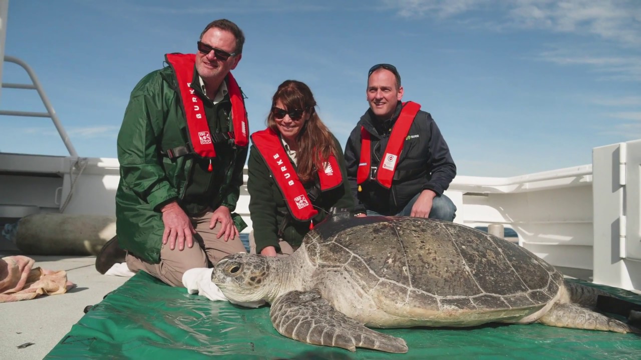 'Jervis' the 100kg Sea Turtle is back on his flippers
