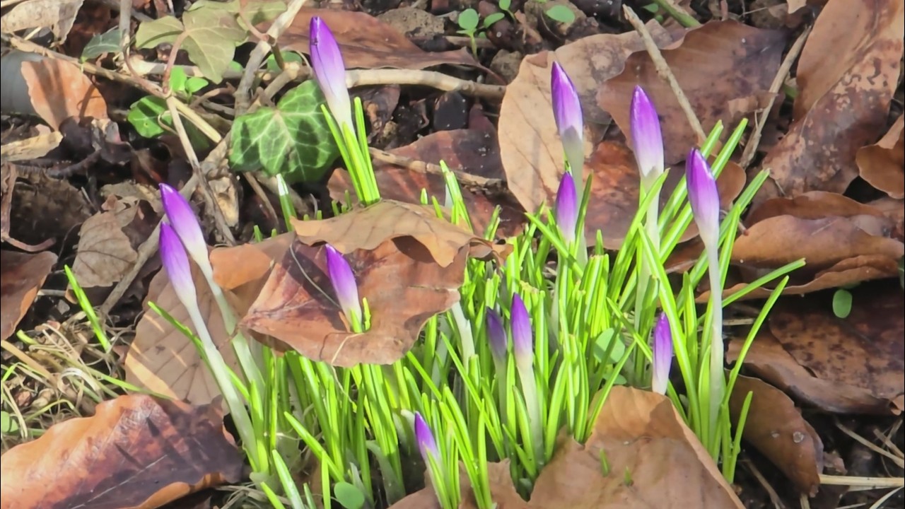Sehnsucht nach Frühling 🌷🐥🌼 Wenn der Winter leise geht || Germany || Cuộc sống ở Đức