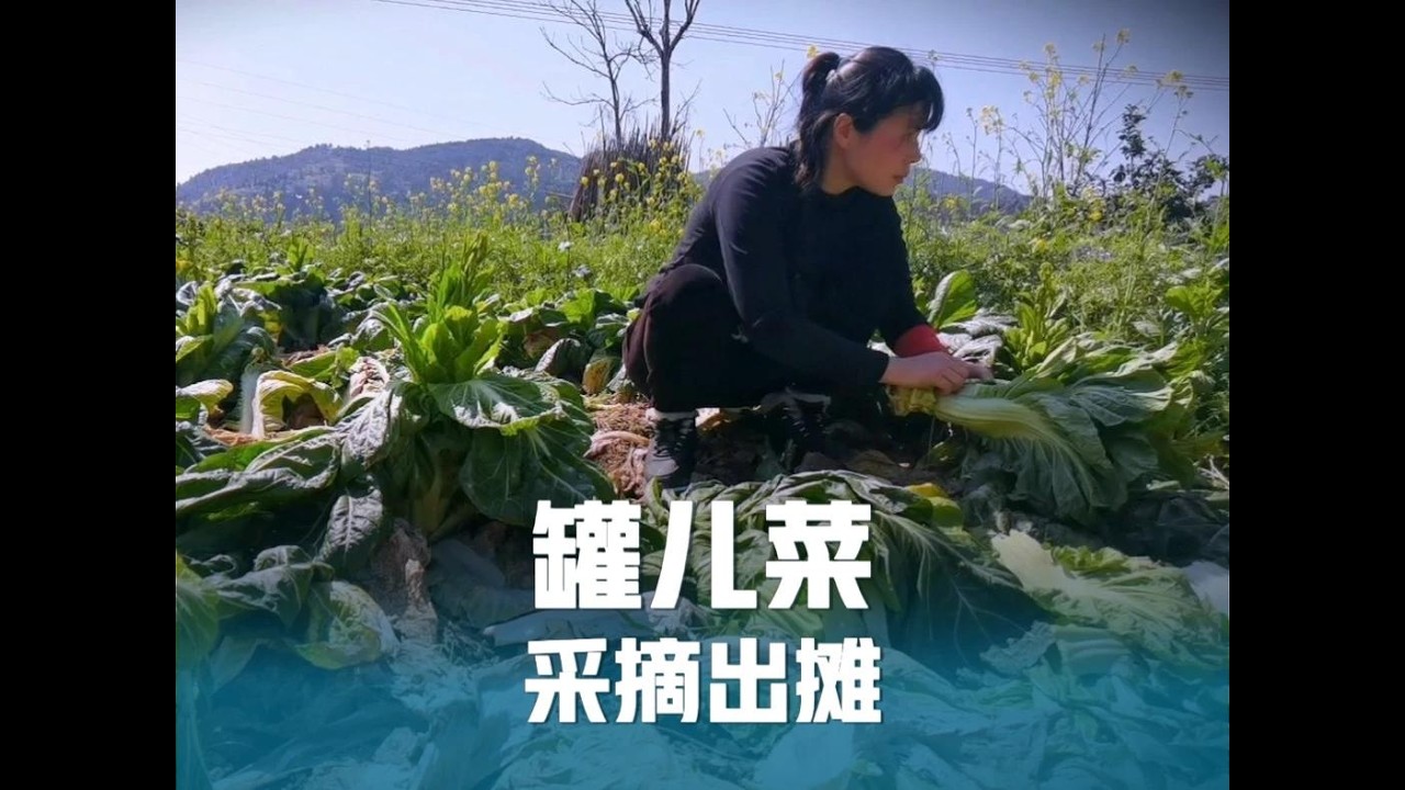 罐儿菜首次种植很成功，粗胖高产又好吃，小儿炖一锅吃的贼过瘾！