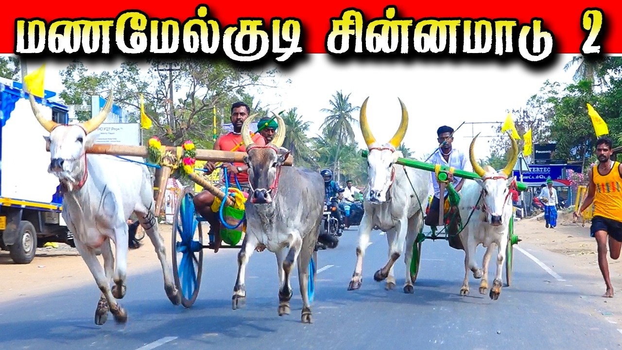 மணமேல்குடி சின்னமாடு -2   21/02/2026 #krish_studio_kattumavadi
