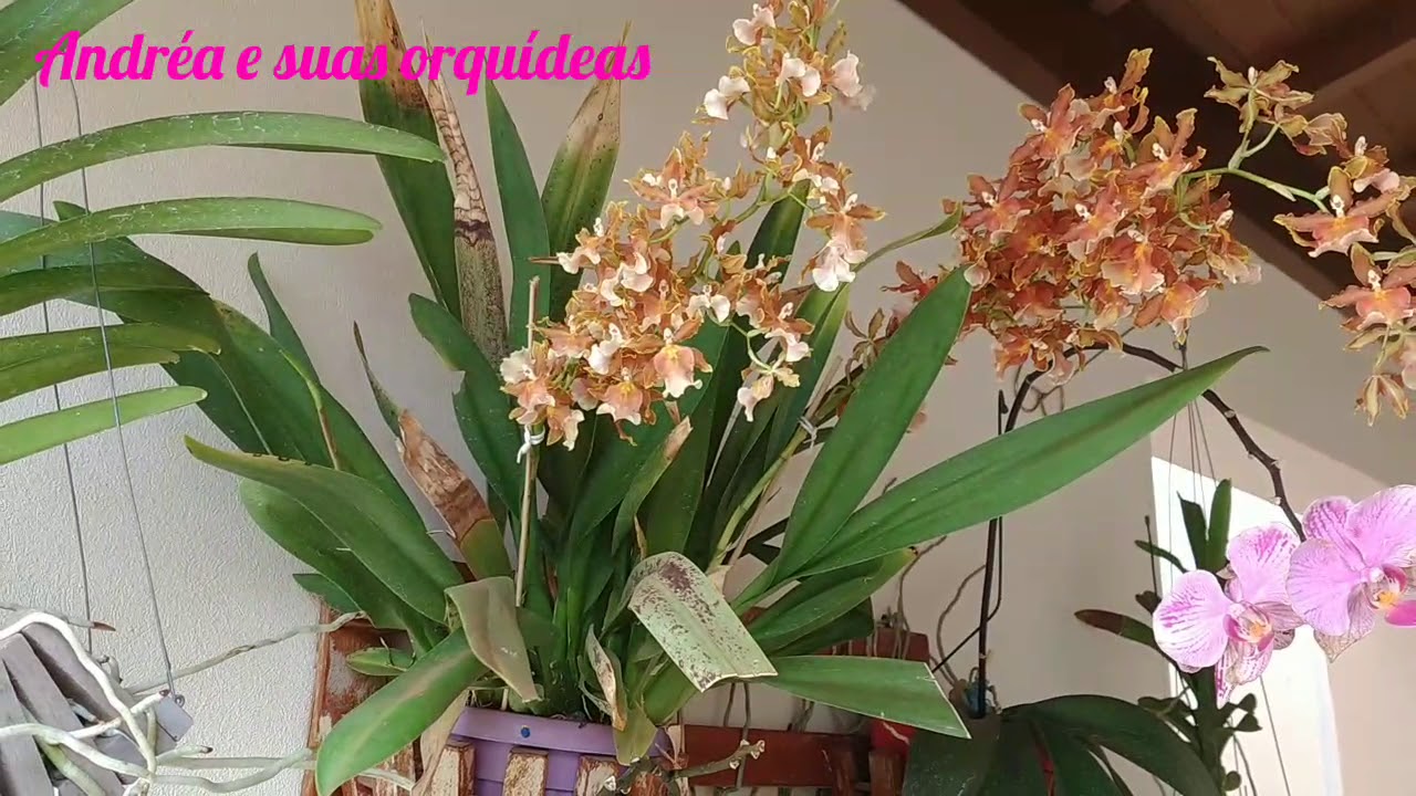 🔴Soltou mais haste floral do que imaginei!