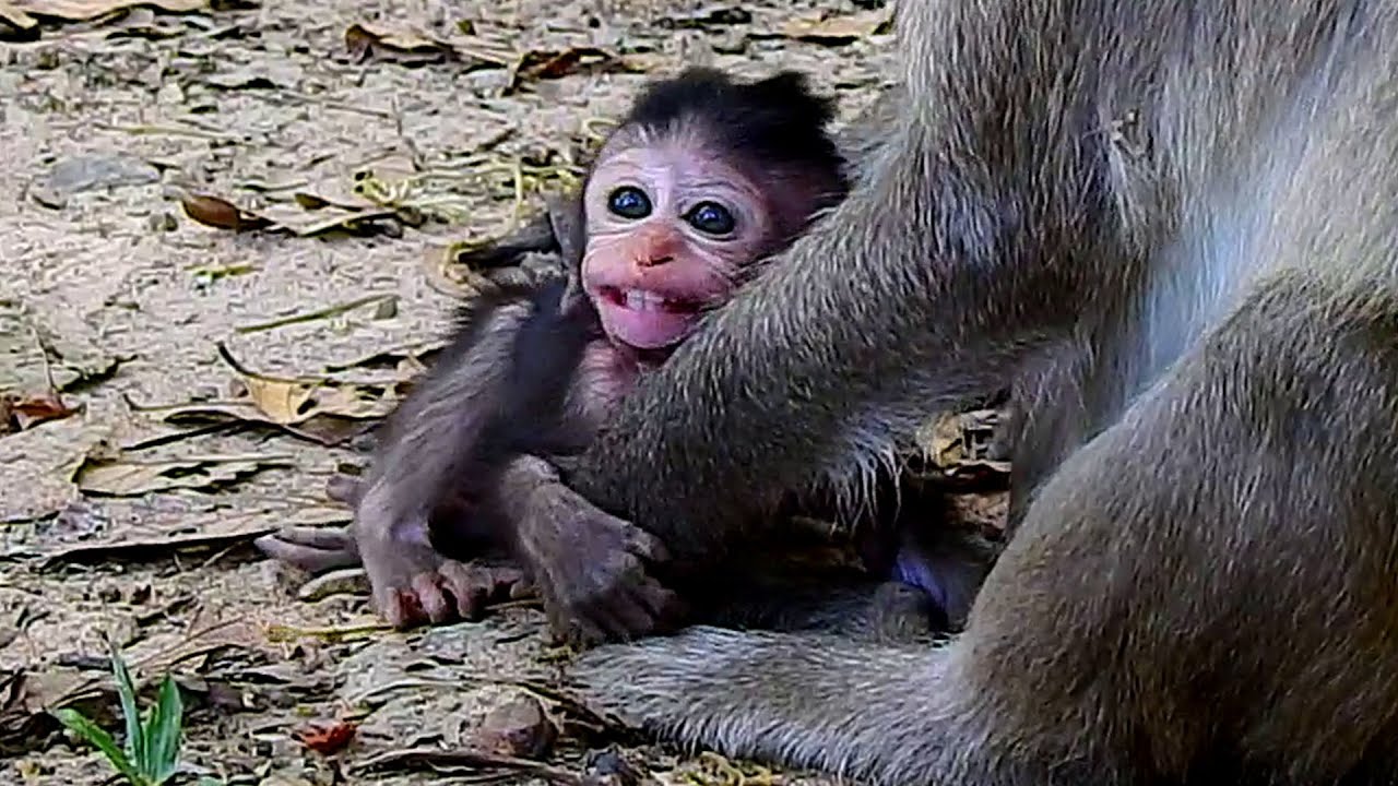 No mommy.. Tiny baby monkey not want mother monkey denied milk without the reason.