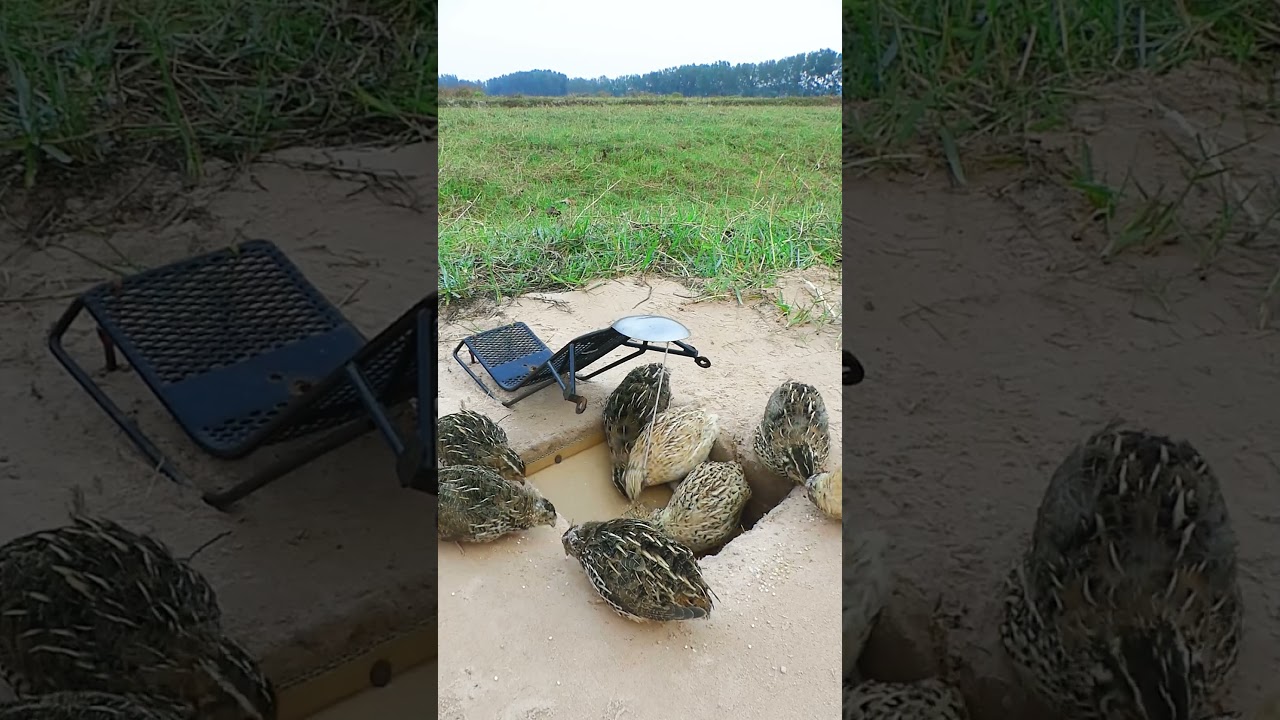 DIY underground bird trap, bird trap simple#shorts