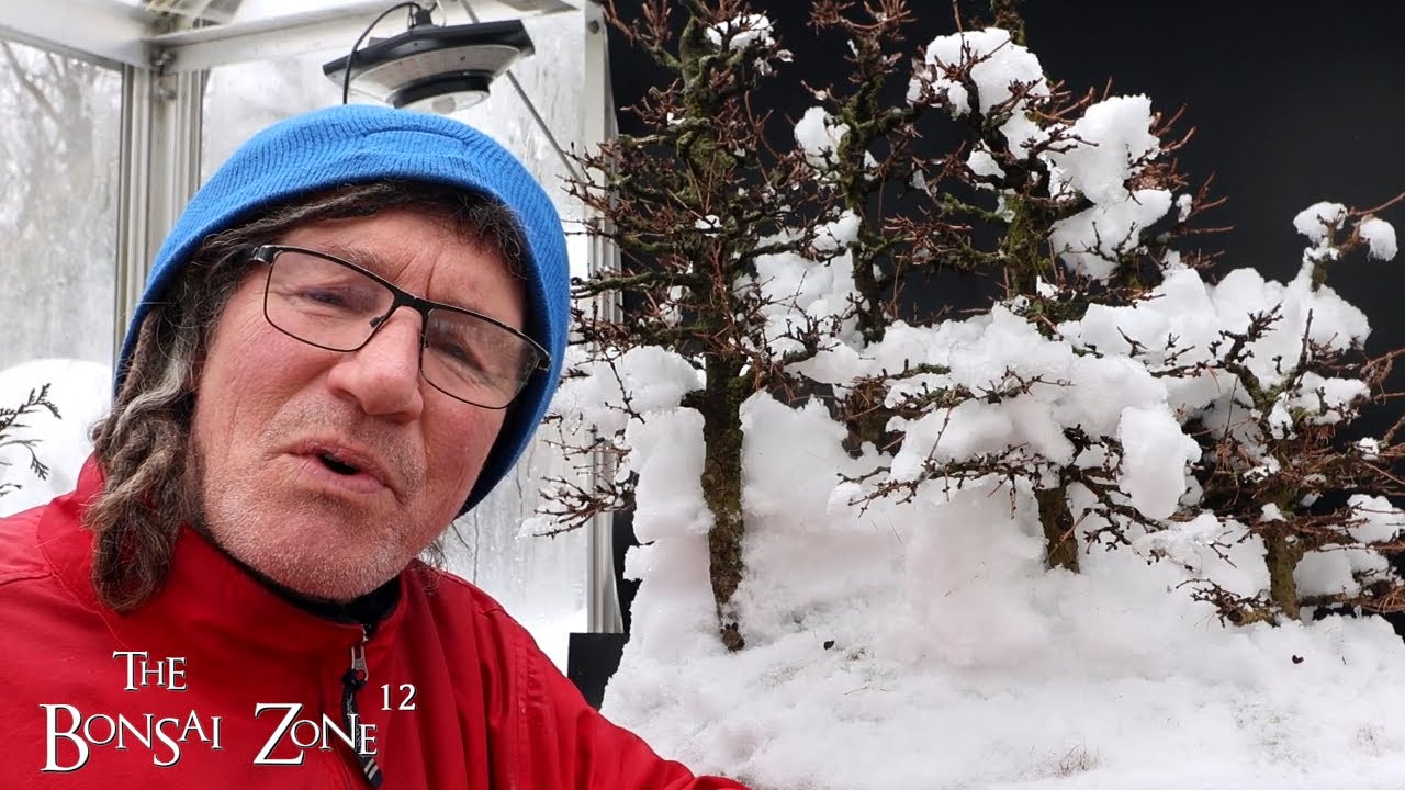 Working On My Larch Forest, Part 1, The Bonsai Zone, Jan 2025