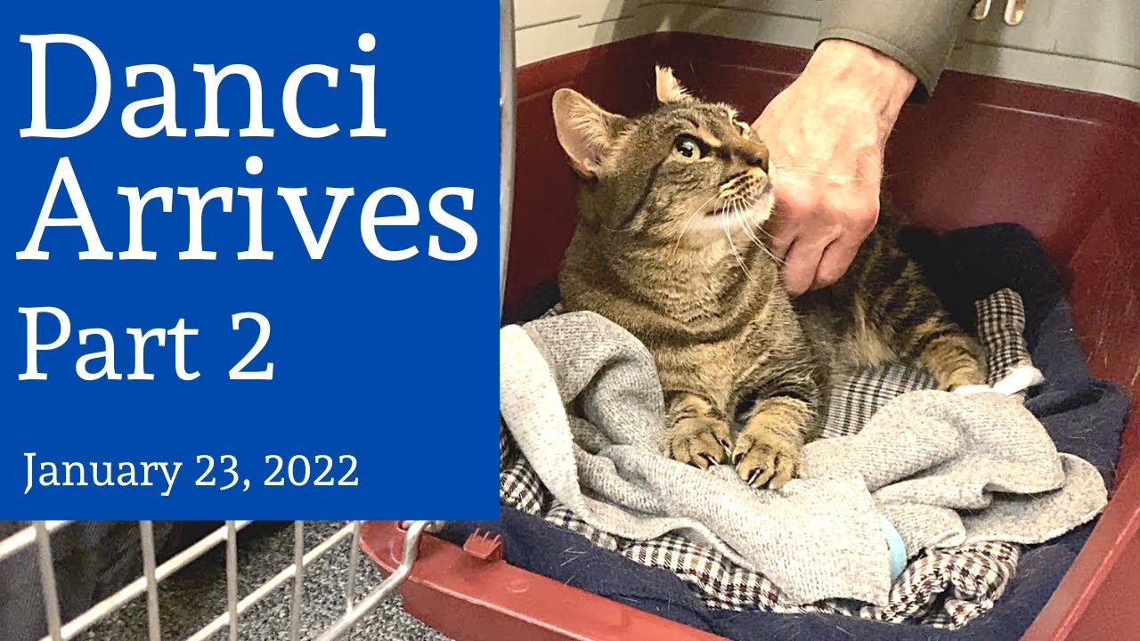 Danci Arrives, Part 2 — January 23, 2022