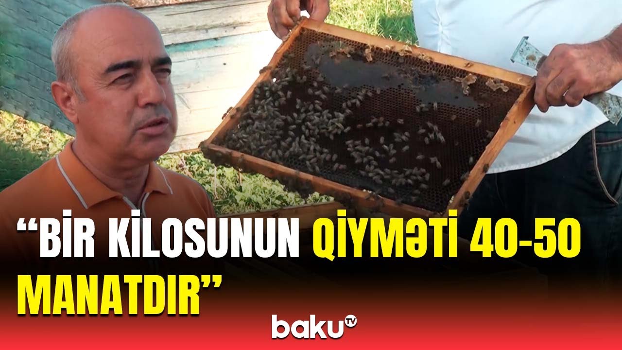 O qiymətə təmiz bal ola bilməz! - Arıxanalardakı bolluğun səbəbi nədir?