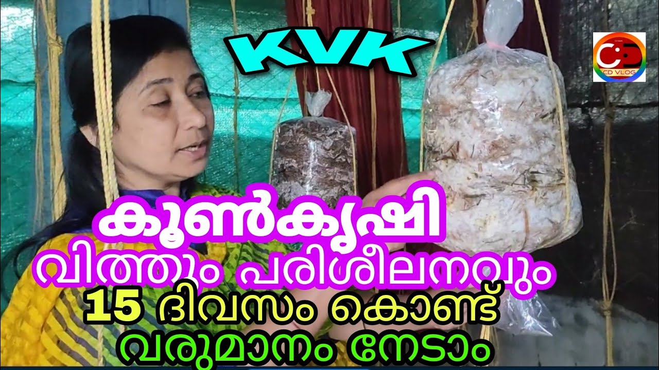 KVK/ കൂൺകൃഷി വിത്തും പരിശീലനവും ലഭിക്കും/ 15 ദിവസം കൊണ്ട് വരുമാനം  നേടാം/#cdvlog