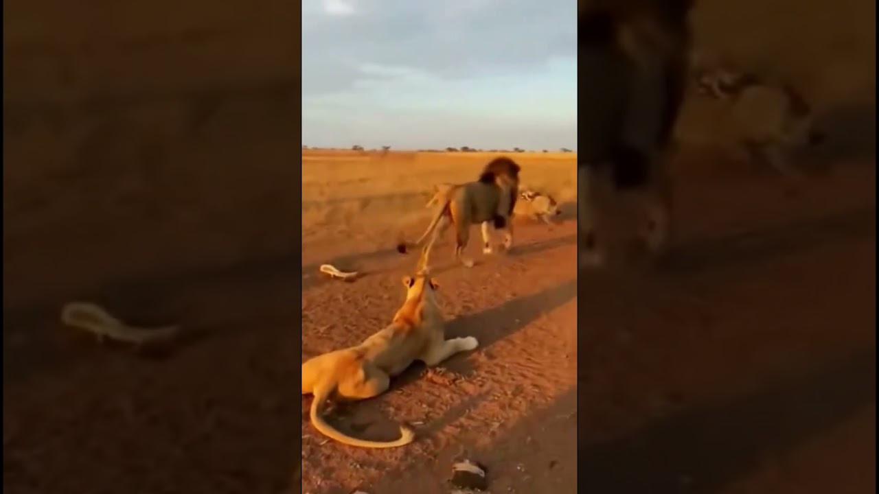Wild Boar Wears a Horn & Trolls a Lion Pride… Chaos Turns Funny 😂🐗📯🦁