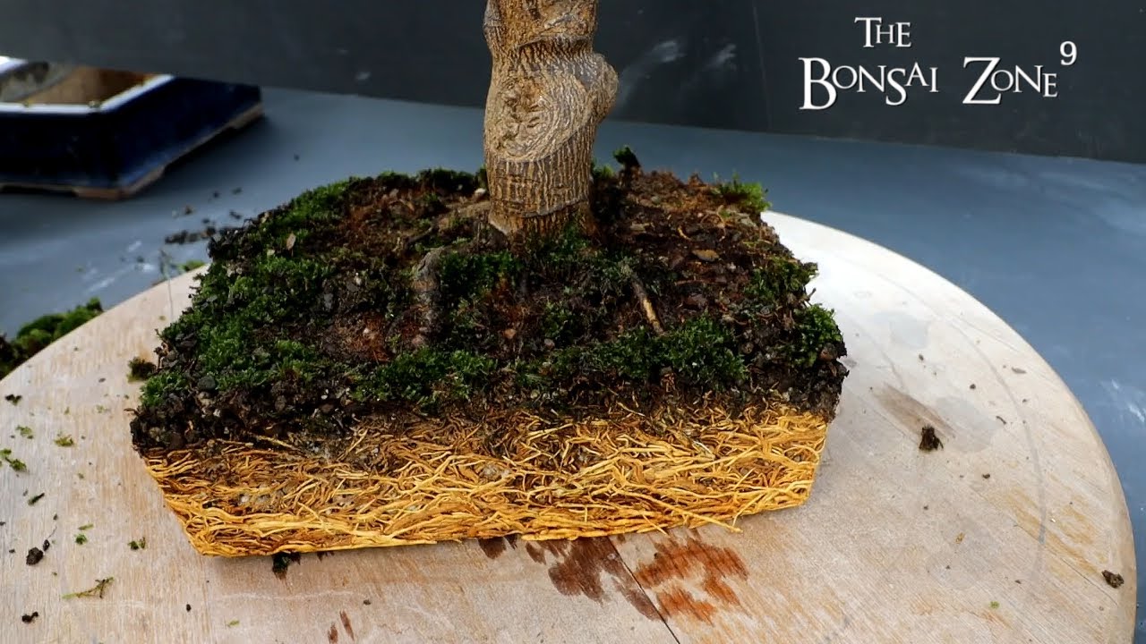 My Lemon Tree Bonsai, Part 2, The Bonsai Zone, Feb 2022
