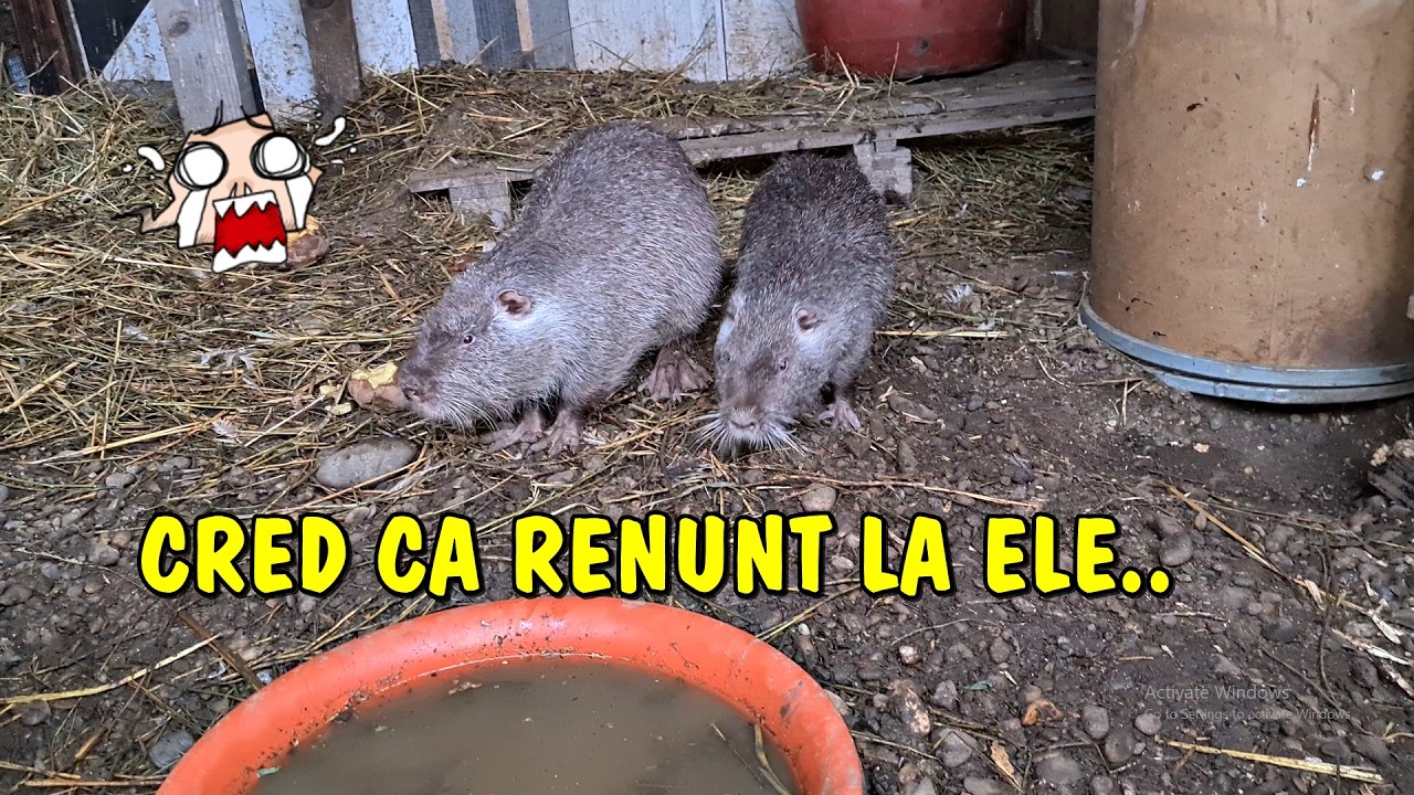 Viața la țară - 😲Cred ca renunț la nutrii.. nu e bun spatiul pentru ele❗