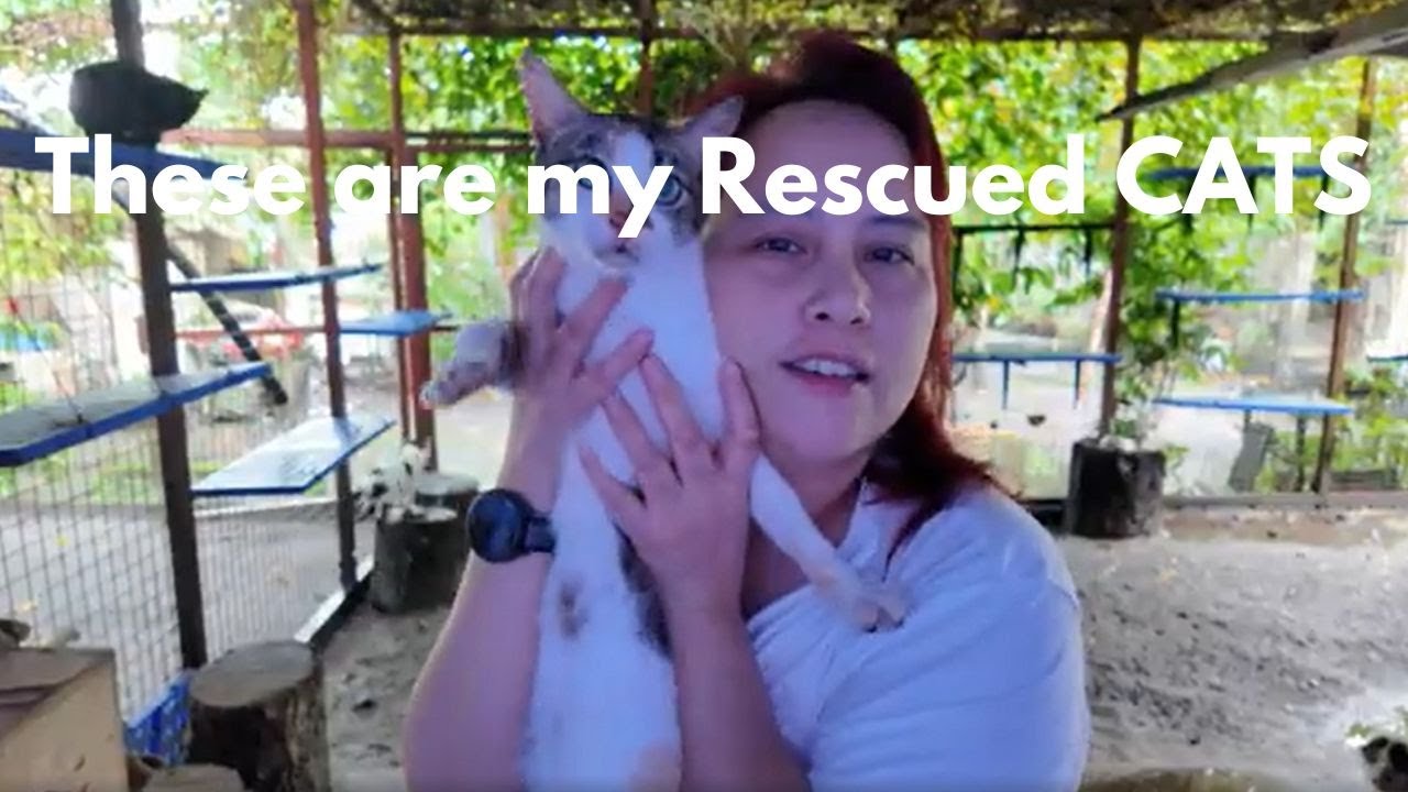 Puspin Power! Meet My  Amazing Rescued Cats!