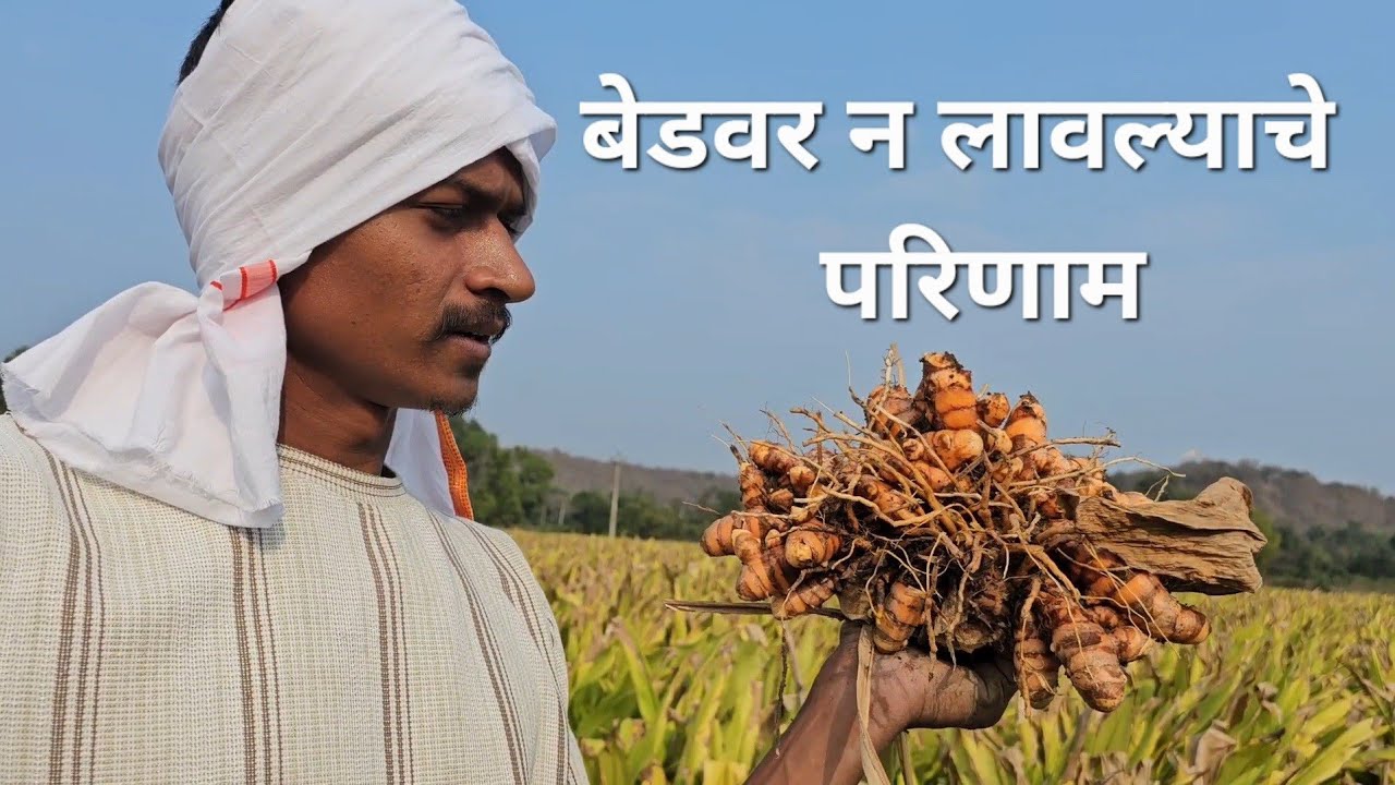 हळद बेडवर न लावल्याचे गंभीर परिणाम | 
