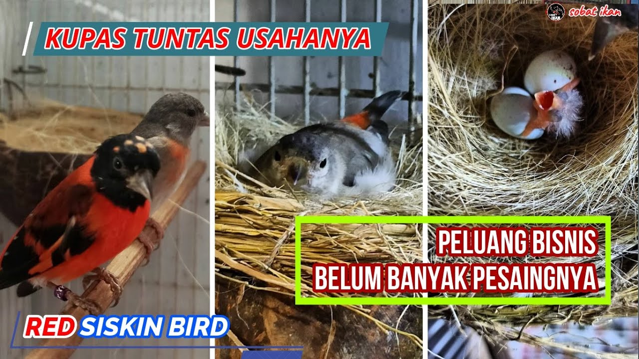 PELUANG BISNIS MASA KINI | TERNAK BURUNG RED SISKIN