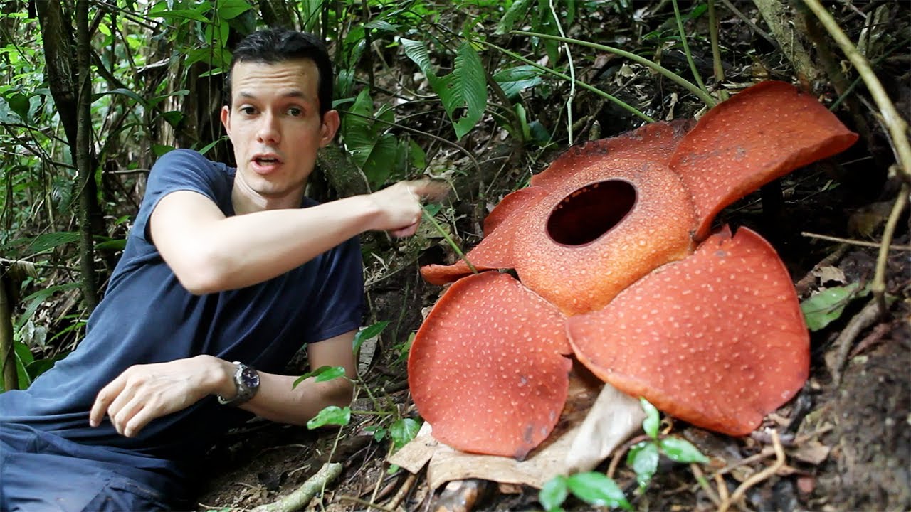 The biggest flower in the world &mdash; botanist gets up close with Rafflesia!