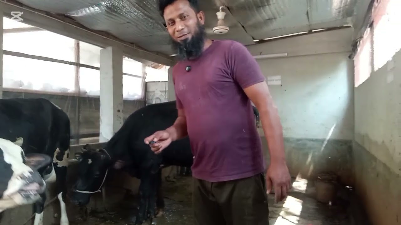আমার গরুর খামার পরিচিতি।#highlights #foryou #viralvideo #youtubevideo #fypシ゚viral #follow 