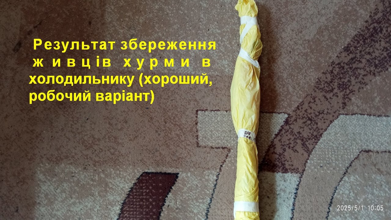 Результат збереження живців хурми в холодильнику (хороший, робочий варіант)