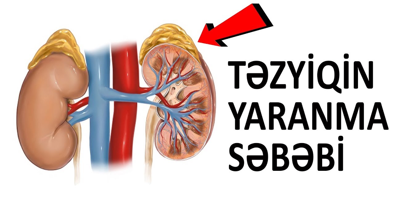 Yüksək təzyiqi yaradan BU orqandır