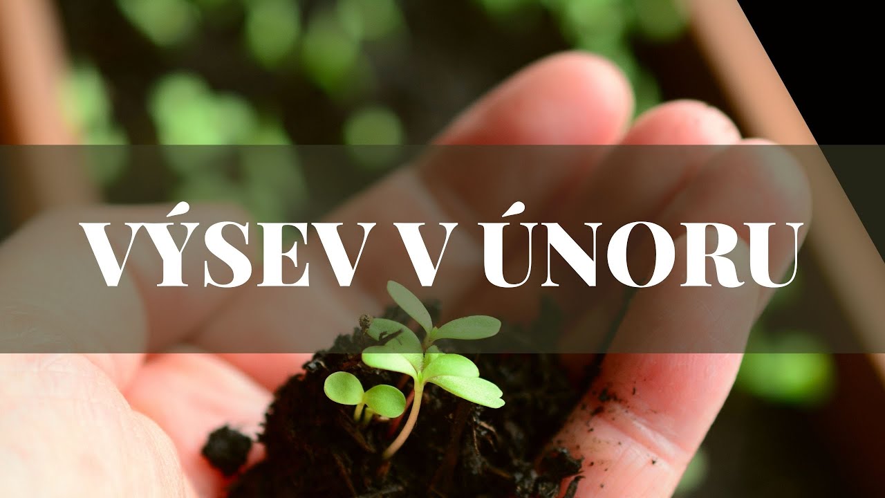 Výsev zeleniny v únoru