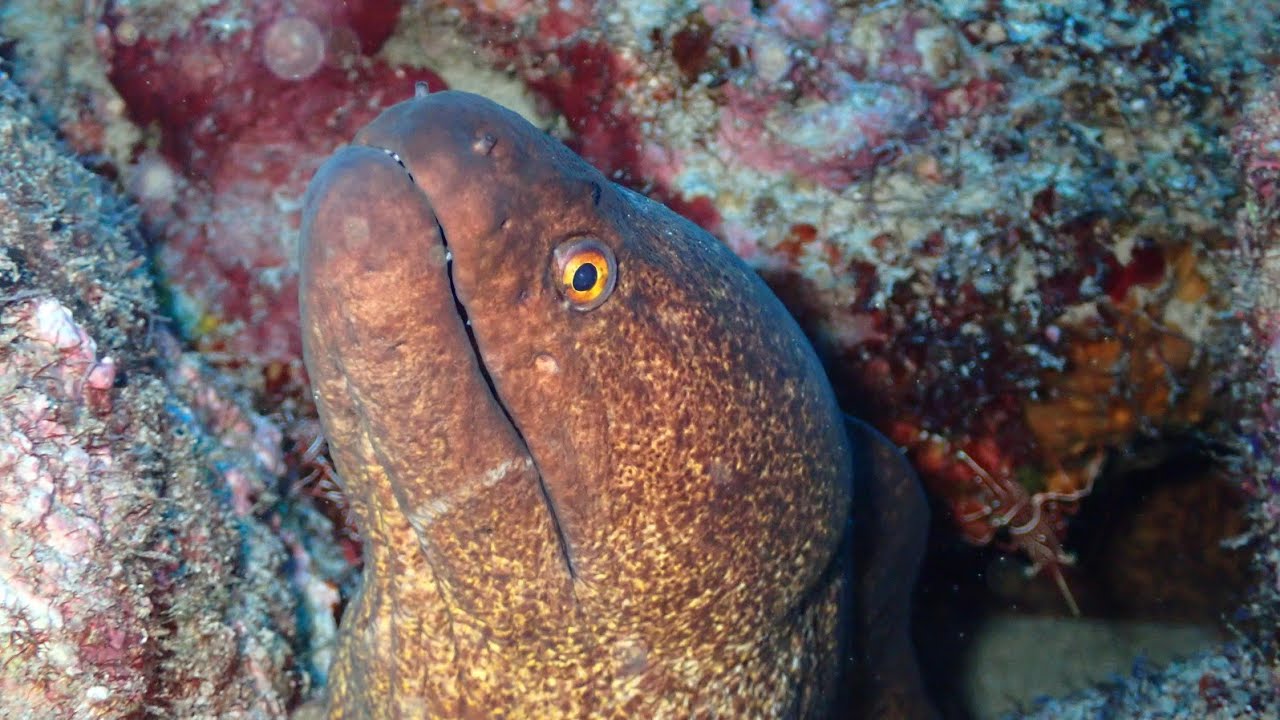 Mauritius Diving - Flic en Flac