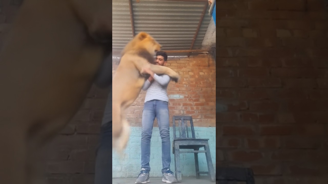 #lion