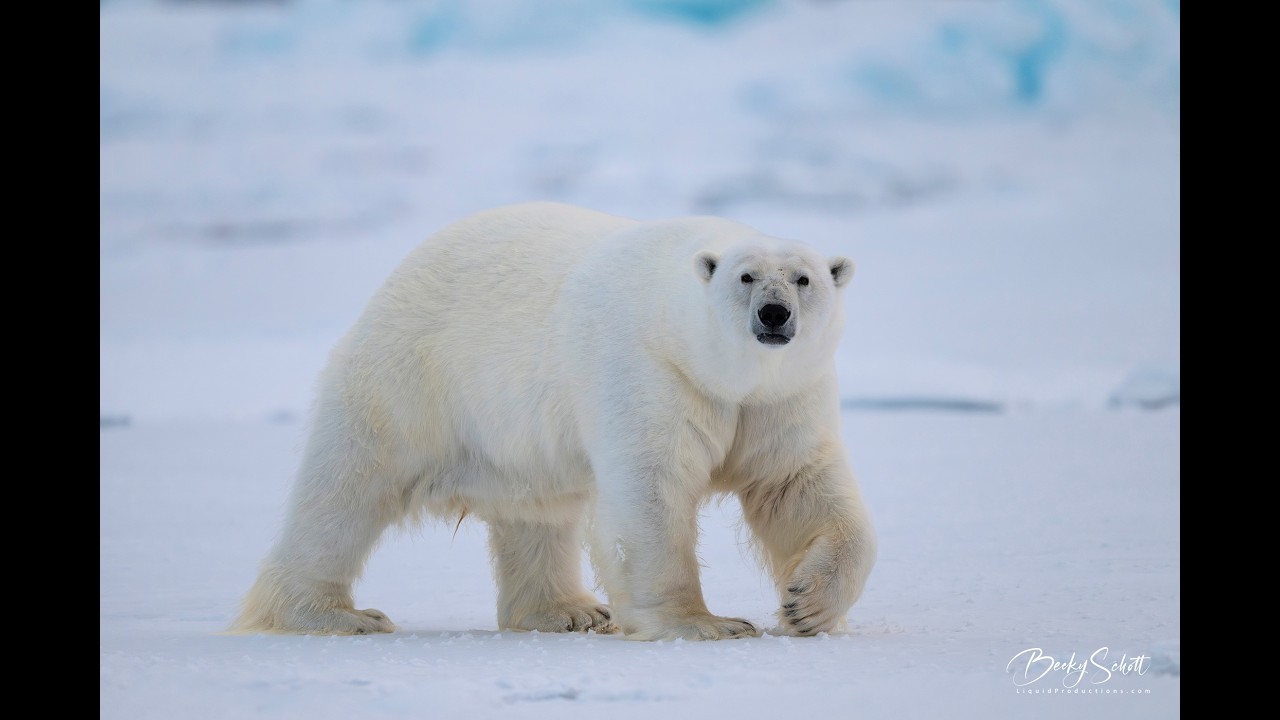 Explore the Arctic