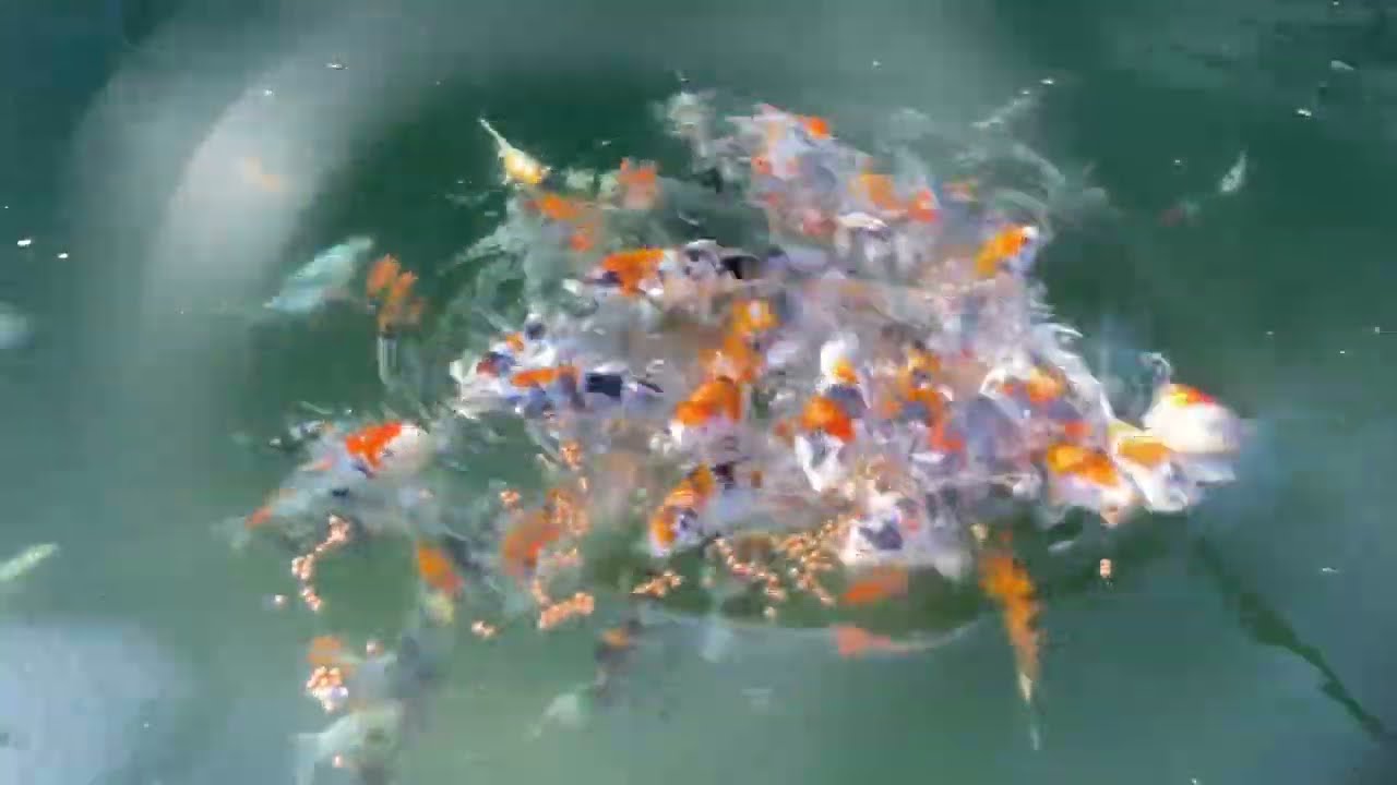 A walk around our growing tanks at Adam Byer Koi Farm this Friday evening