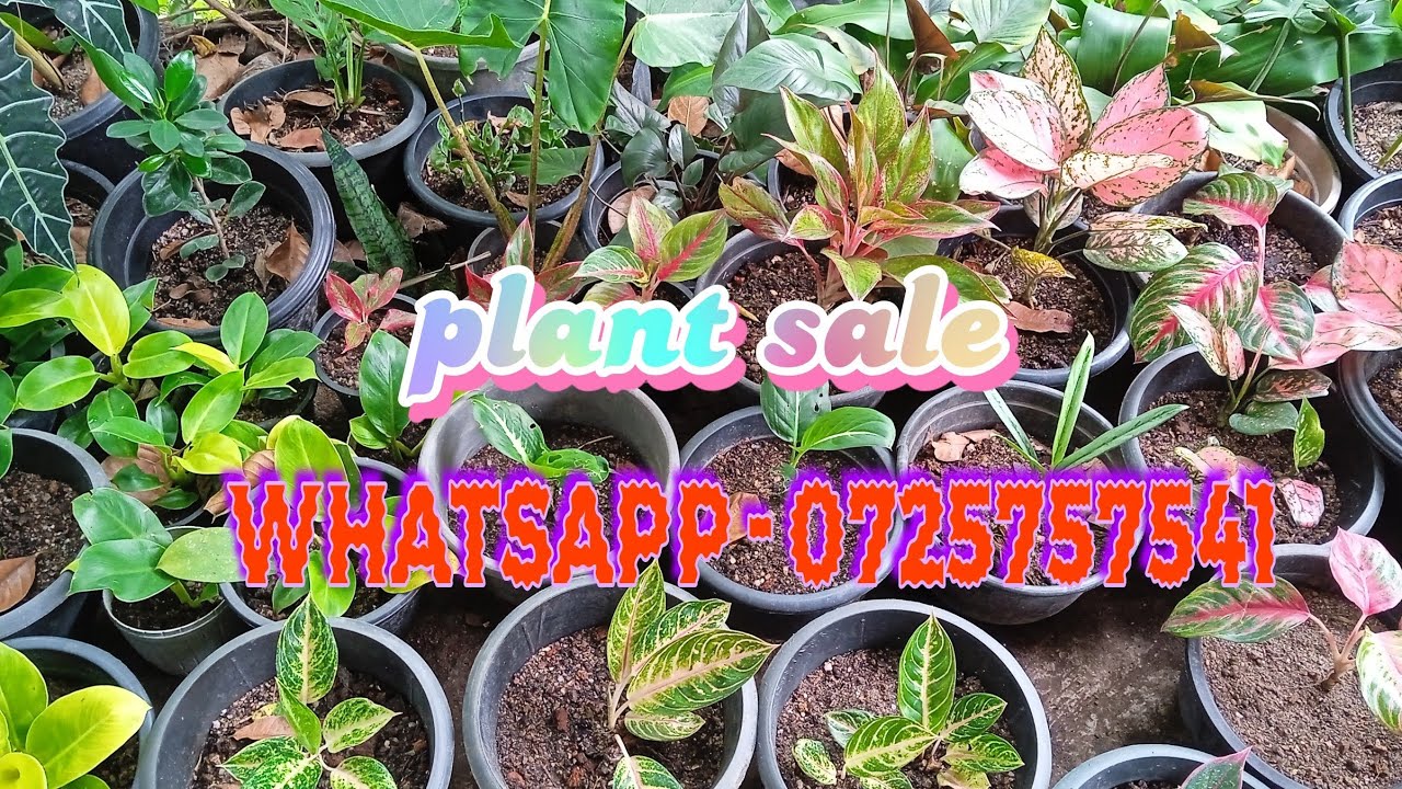 Plant sale ( whatsapp - 0725757541 ) අද අලුත් පැළ වර්ග ගොඩක් තියනවා.🥰