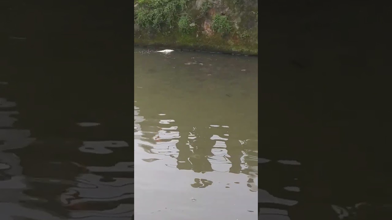 #mirik #travel #mirikvlog #viral #tranding Hemant thami mirik fish