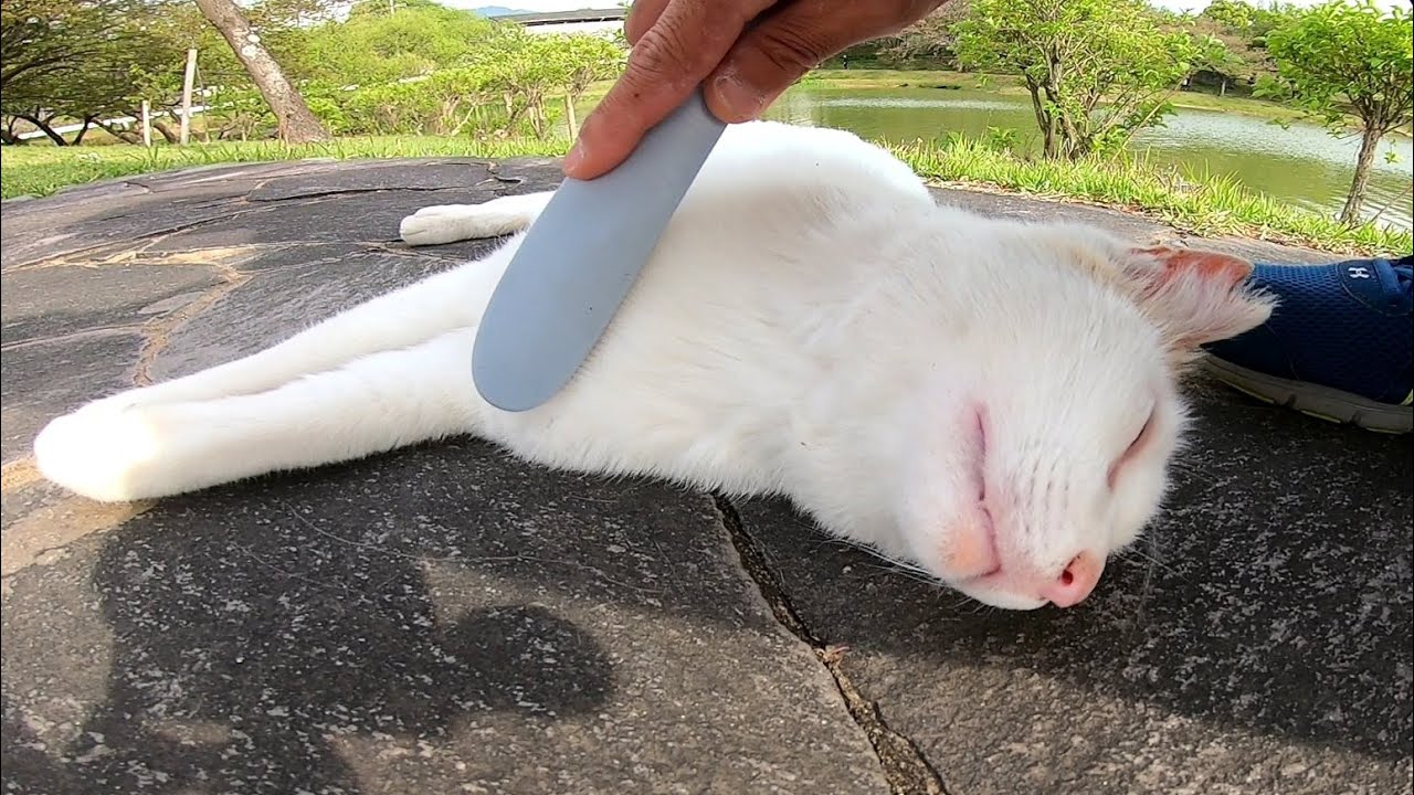 Бродячая кошка, которая ругается с кошкой и поднимает голос радости