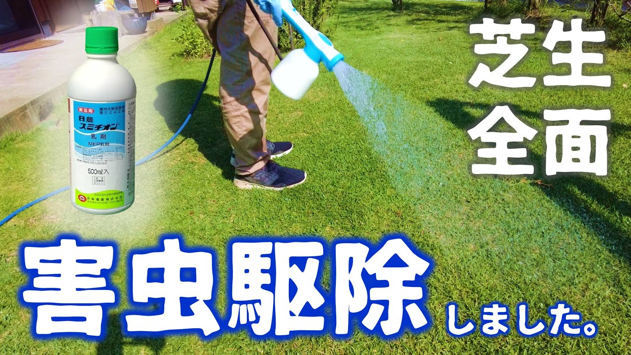 【殺虫剤】芝生をめくったら害虫がいたのでスミチオン乳剤を徹底的に散布しました！（コガネムシの幼虫対策）