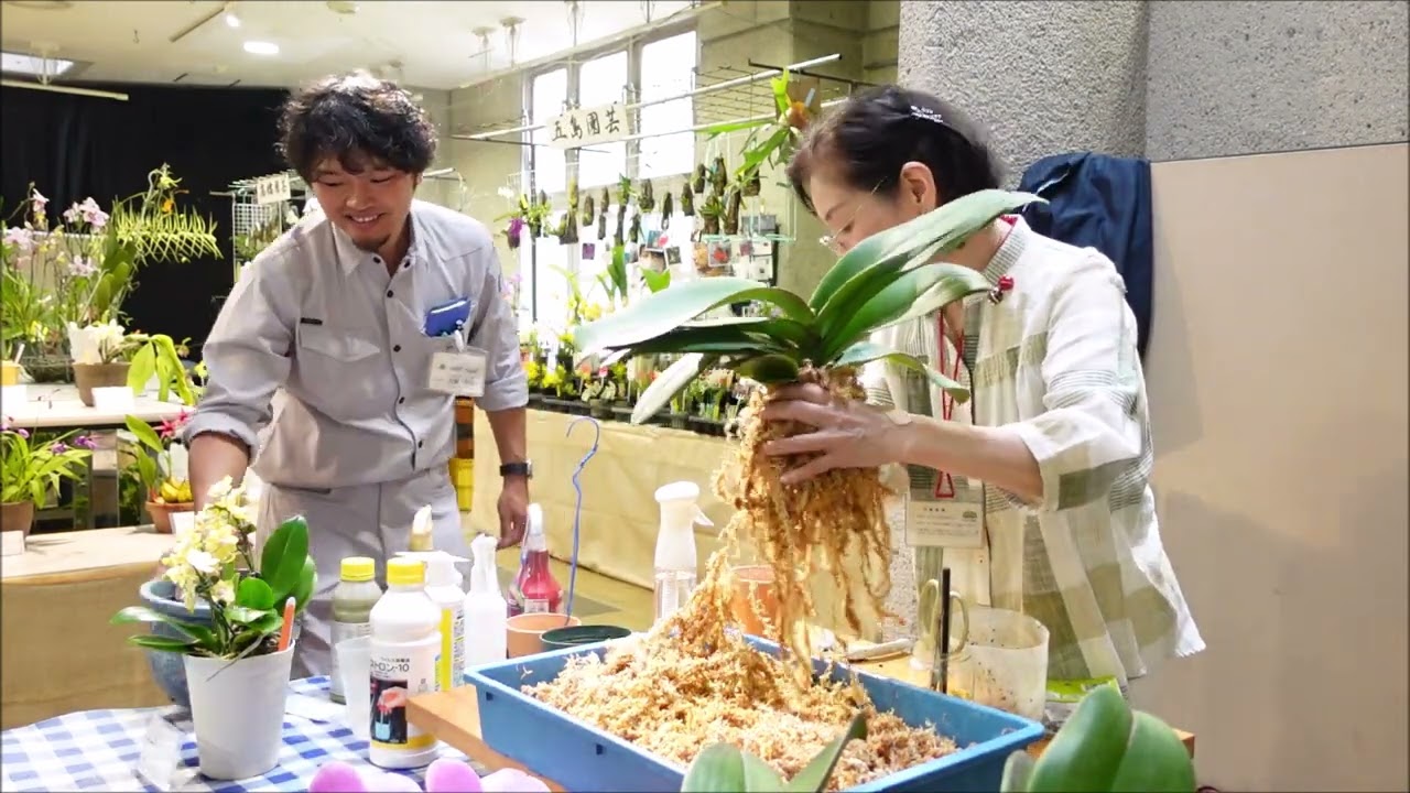 主婦目線でやってみた【胡蝶蘭の栽培と植え替え実演】