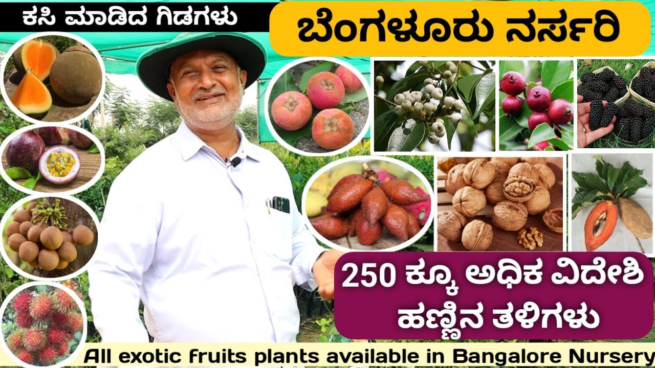 ಬೆಳೆದ ಮೂರು ವರ್ಷಗಳಲ್ಲಿಯೇ ಫಲ ಕೊಡುವ ಕಸಿ ಮಾಡಿದ ವಿದೇಶಿ ಹಣ್ಣಿನ ತಳಿಗಳು