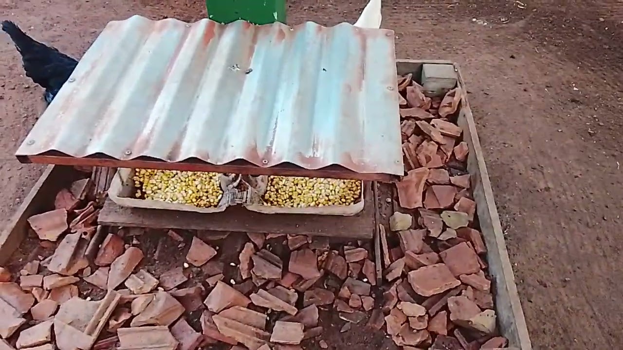 Surpresa no Projeto nascimento de pintainhos.