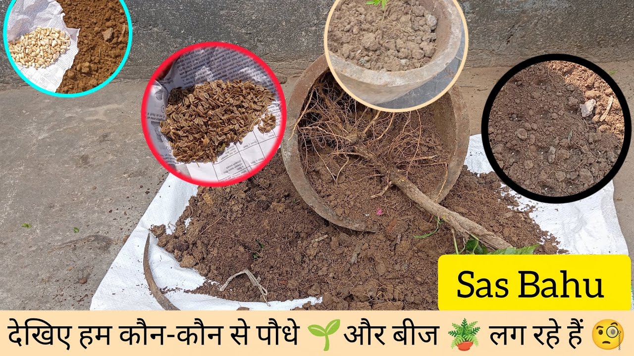 देखिए हम कौन-कौन से पौधे 🌱और बीज 🪴 लग रहे हैं 🧐 | Sas Bahu 