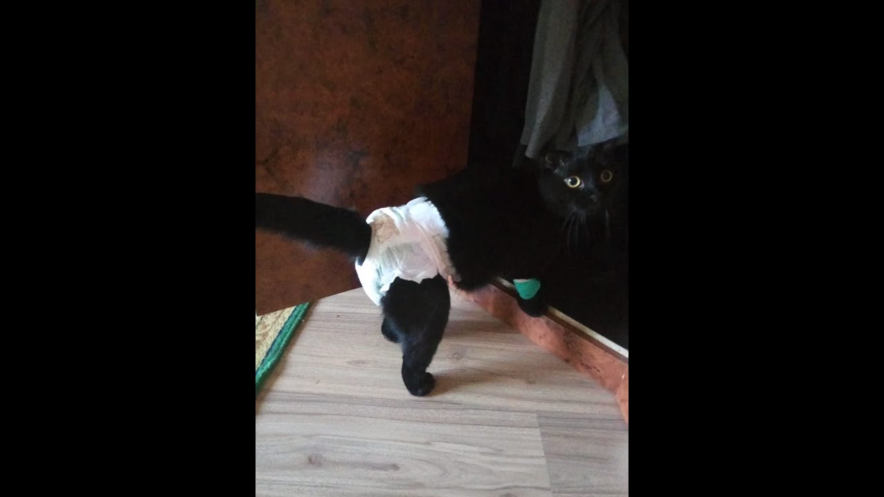 Как сделать памперс для кота своими руками