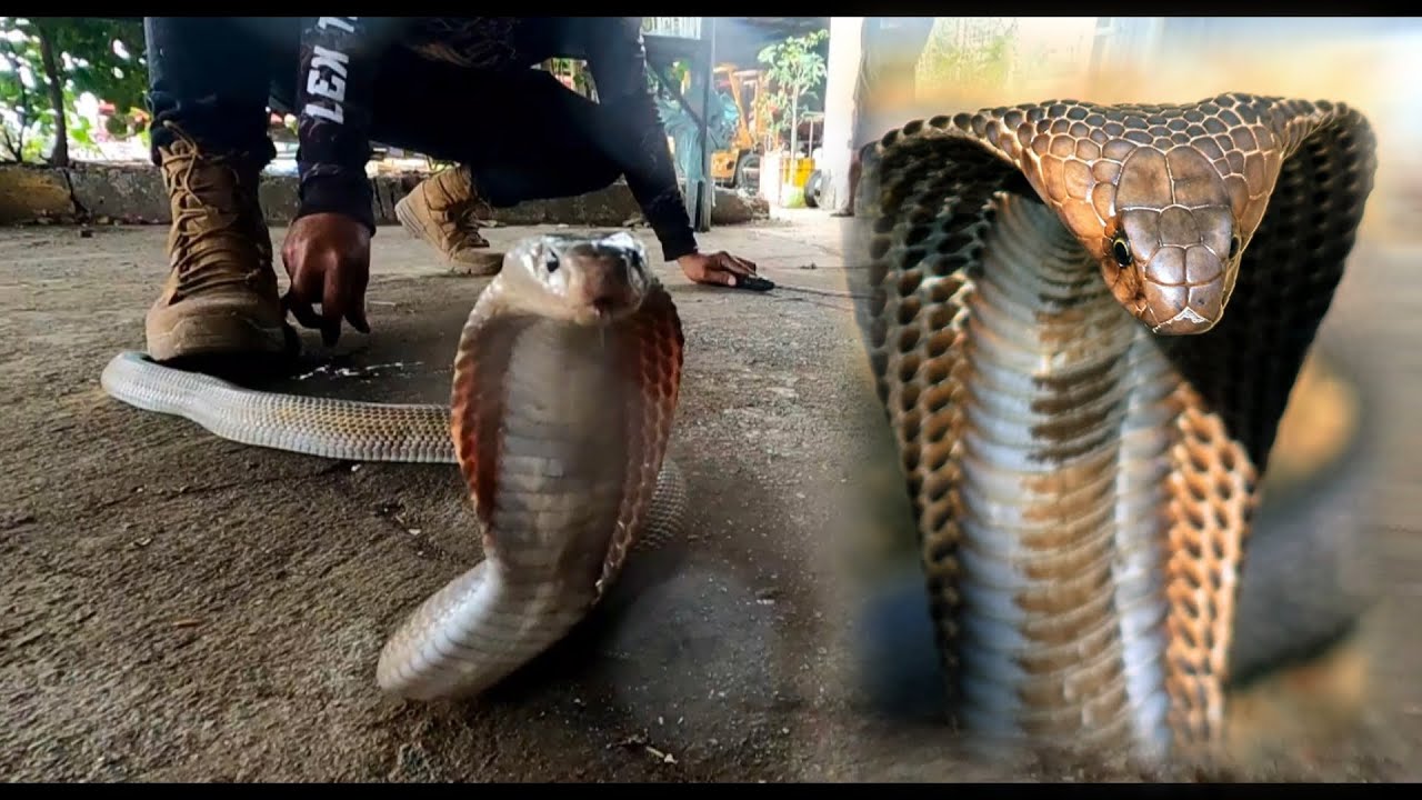 SUPER BILIS NA COBRA NAGBAHAY SA LOOB NG SAKO SA TABACAO TALAVERA NUEVA ECIJA