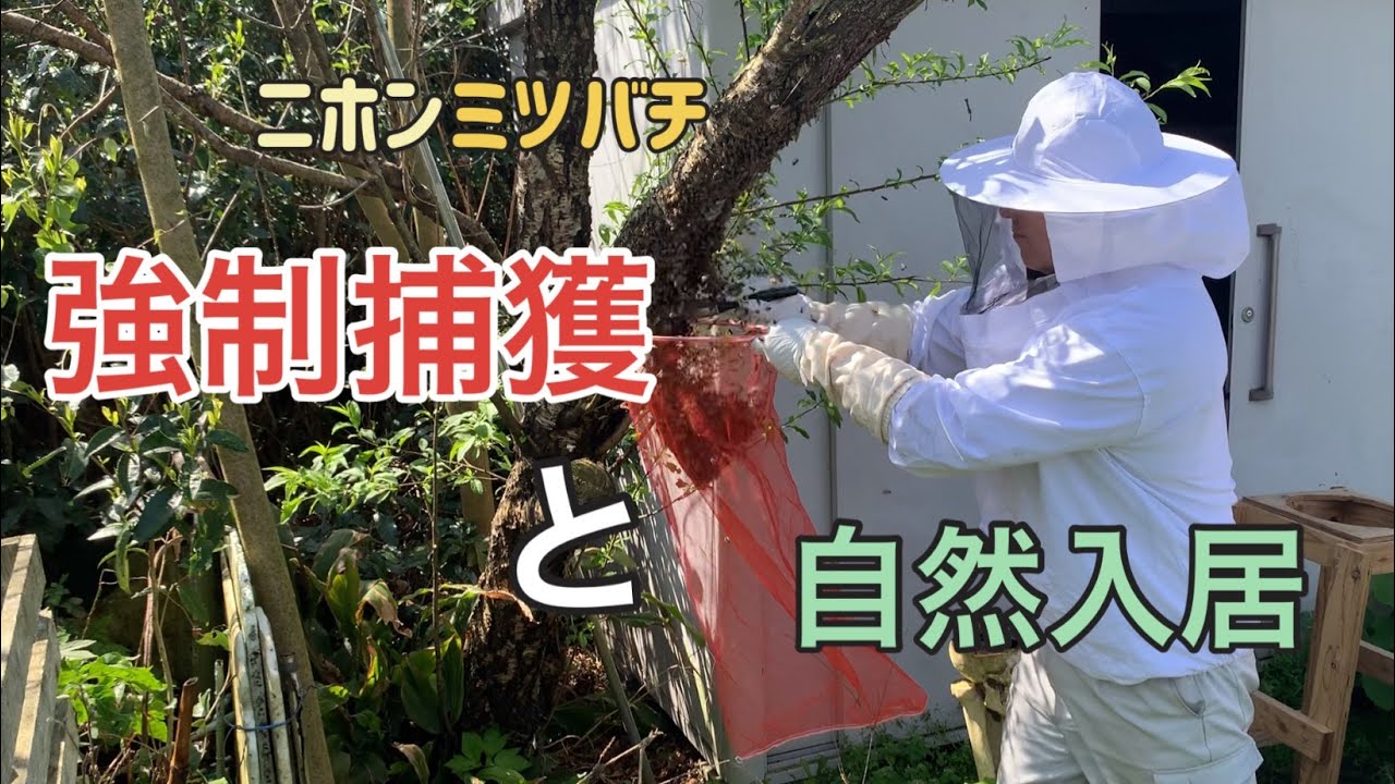 ニホンミツバチ養蜂家への道シーズン2春の分蜂、強制捕獲と自然入居